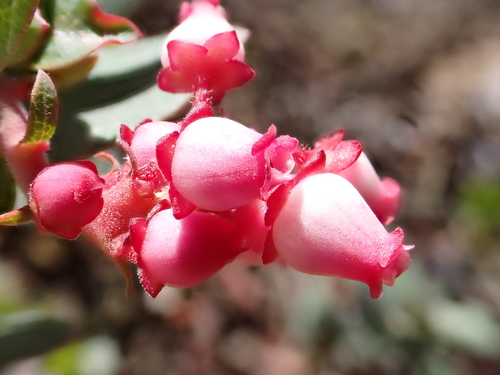 Arctostaphylos pajaroensis, photograph 1