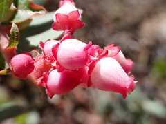 Arctostaphylos pajaroensis, photograph (c) Ryan Donnelly, some rights reserved (CC BY)