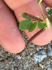 Acmispon maritimus brevivexillus