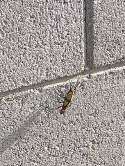 Tegrodera aloga