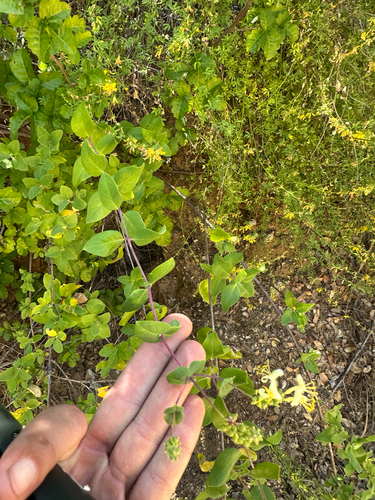 Lonicera interrupta, photograph 5