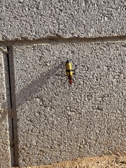 Tegrodera aloga
