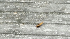 Polygonia interrogationis