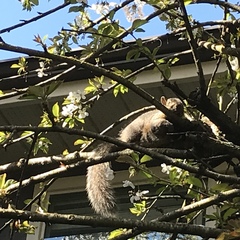 Sciurus carolinensis