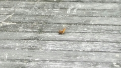 Polygonia interrogationis