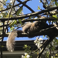 Sciurus carolinensis