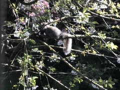 Sciurus carolinensis