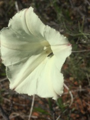 Calystegia stebbinsii