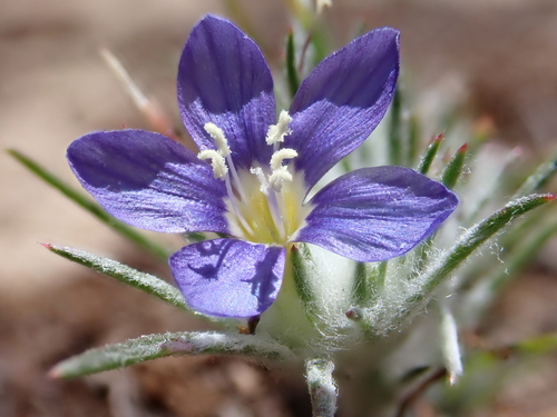 Eriastrum virgatum