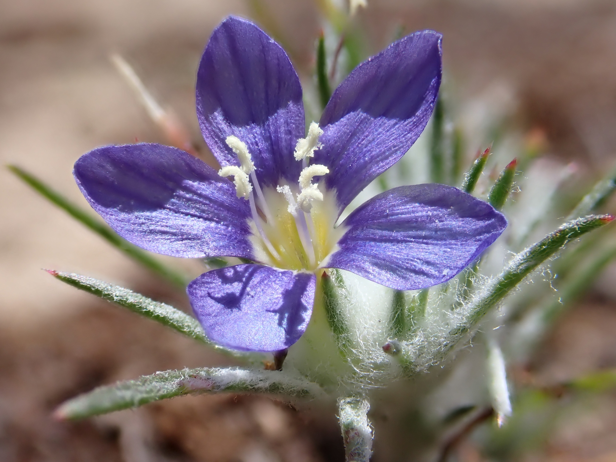 Eriastrum virgatum