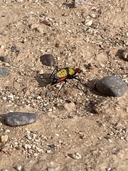 Tegrodera aloga