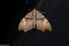 Chalastra pellurgata