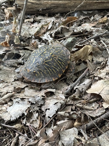 Ornate Box Turtle
