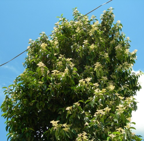 Oecopetalum mexicanum (Oecopetalum mexicanum)