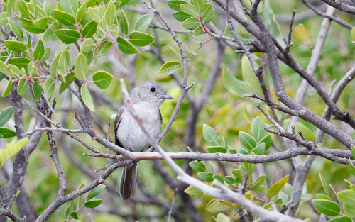 Vireo gris