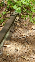 Nerodia erythrogaster