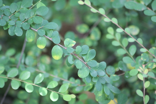 Phyllanthus cochinchinensis, photograph 1