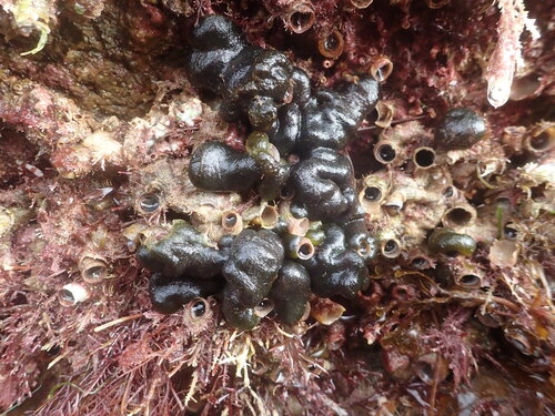 Codium hubbsii