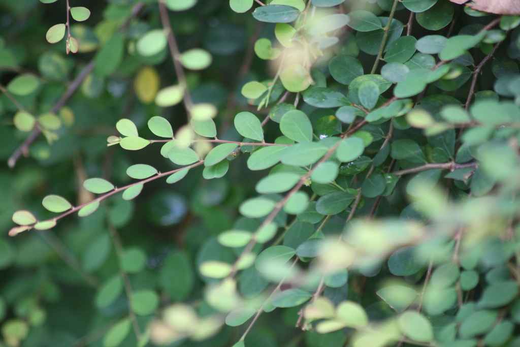 Diệp hạ châu chụm – Phyllanthus cochinchinensis