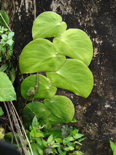Monstera acuminata (Monstera acuminata)