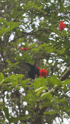 Spangle Swallowtail
