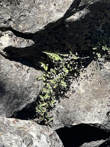 Fee's lip fern