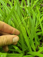 Carex hirtifolia