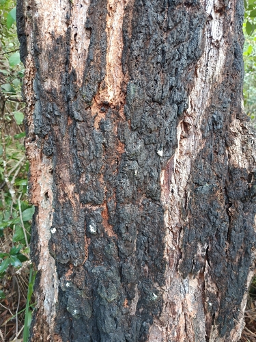 Eucalyptus paniculata, photograph 6
