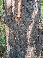 Eucalyptus paniculata, photograph (c) Carl Ramirez, some rights reserved (CC BY)
