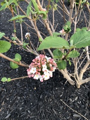 Viburnum