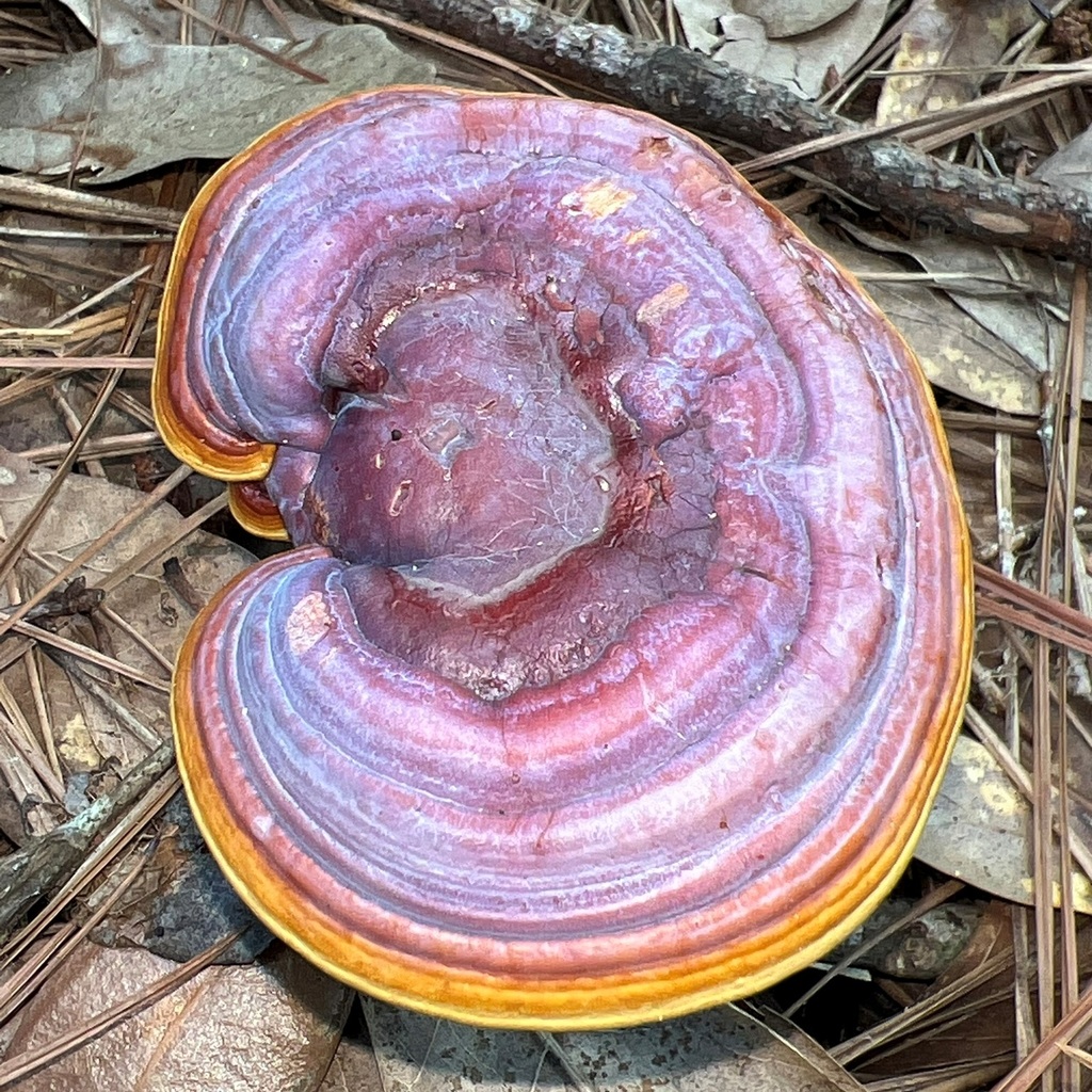golden reishi · June 2026 · photo: Photo: (c) Andy Jordan, some rights reserved (CC BY) · iNaturalist
