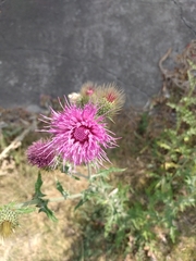 Cirsium rhaphilepis