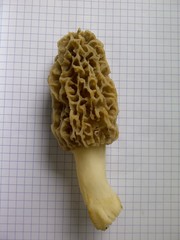 Morchella