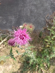 Cirsium rhaphilepis