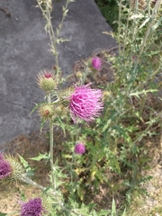 Cirsium rhaphilepis