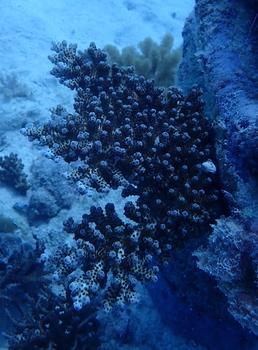 Acropora sarmentosa observed 2026-06-04