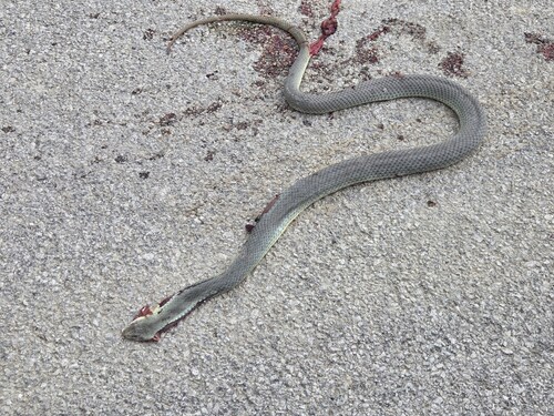 Eastern Montpellier Snake