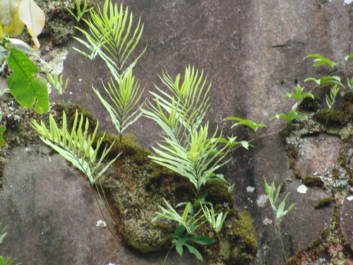 Angle-vein Fern (Serpocaulon triseriale)
