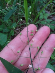 Dichanthelium ravenelii