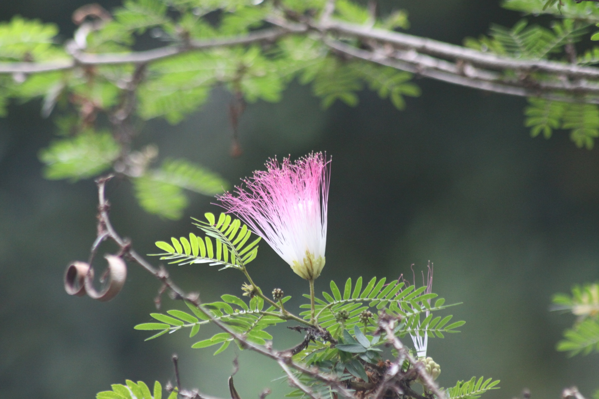 Kiều hùng Suriname (Calliandra surinamensis)