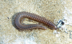 Tynommatidae