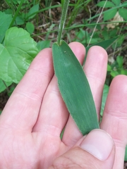 Dichanthelium ravenelii