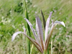 Iris songarica, photograph (c) Orzigul Anvarova, some rights reserved (CC BY)
