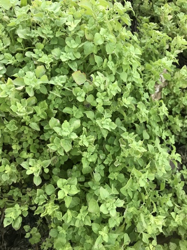 Parietaria floridana image