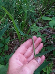 Dichanthelium ravenelii