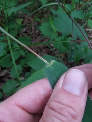 Dichanthelium ravenelii