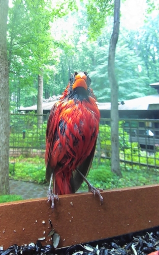 Northern Cardinal photographed in Maryland