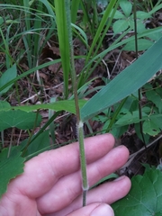 Dichanthelium ravenelii