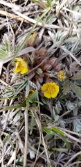 Potentilla subviscosa