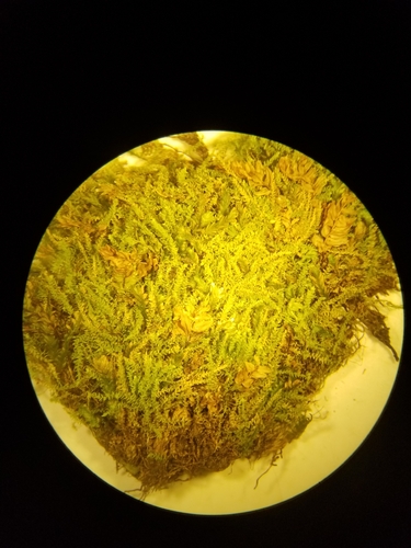 Myurella sibirica observed 2026-05-02
